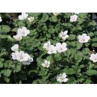 Erodium reichardii'Album'