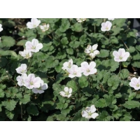 Erodium reichardii'Album'