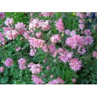 Aquilegia vulgaris'Rose Barlow'