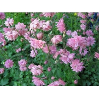 Aquilegia vulgaris'Rose Barlow'