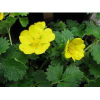 Potentilla megalantha