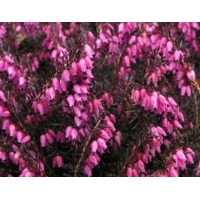 Erica carnea'December Red' 
