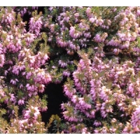 Erica carnea'Viking' 