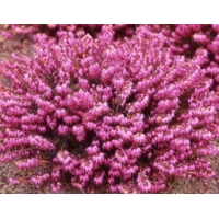 Erica carnea'Winterfreude' 