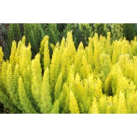 Erica arborea'Albert's Gold' 