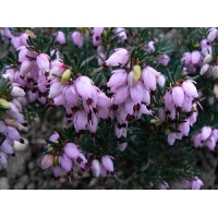 Erica darleyensis'Aurélie Brégeon' 