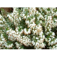 Erica carnea'Isabel' 