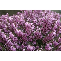 Erica carnea'Heathwood' 