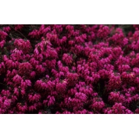 Erica carnea'Myretoun Ruby' 