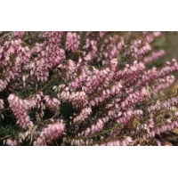 Erica carnea'Pirbright Rose' 