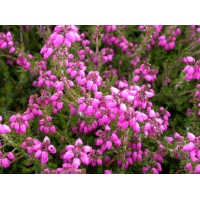 Erica cinerea'C.D.Eason' 