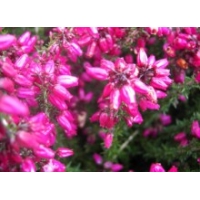 Erica cinerea'Roter Kobold' 