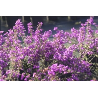 Erica cinerea'Pallas' 