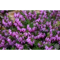 Erica darleyensis'Darley Dale' 
