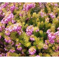 Erica darleyensis'Eva Gold' 