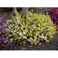 Erica carnea'Golden Starlet' 