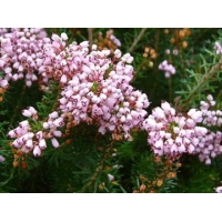 Erica vagans'Holden Pink' 