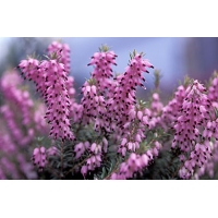 Erica darleyensis'Mary Helen' 
