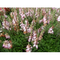 Erica ciliaris'David McClintock' 