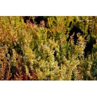 Erica cinerea'Golden Hue' 