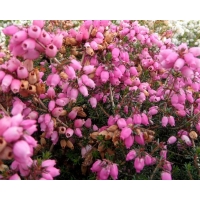 Erica cinerea'Sandpit Hill' 