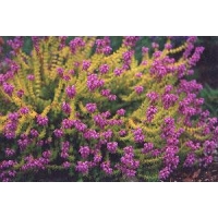 Erica cinerea'Golden Sport' 