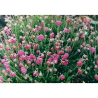 Erica tetralix'Helma' 
