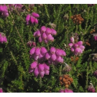 Erica tetralix'Con Underwood' 