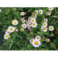 Erigeron glaucus