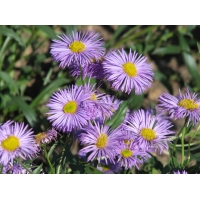 Erigeron hybride'Azure Beauty'