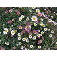 Erigeron karvinskianus
