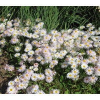 Erigeron hybride'Sommerneuschnee'