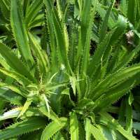 Eryngium agavifolium