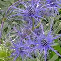 Eryngium'Pen Blue'