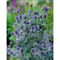 Eryngium planum'Blauer Zwerg'