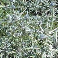 Eryngium variifolium