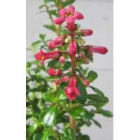 Escallonia'Red Tower' 