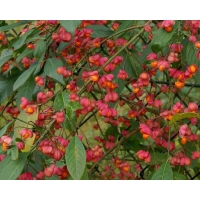 Euonymus europaeus 