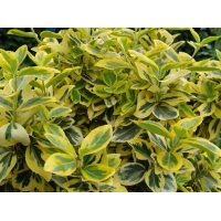 Euonymus fortunei'Emerald'n Gold' 