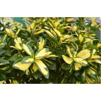 Euonymus fortunei'Blondy' 