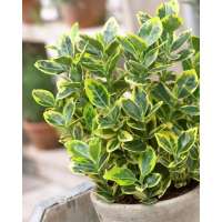 Euonymus japonicus'Aureomarginatus' 