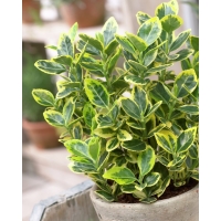 Euonymus japonicus'Aureomarginatus' 