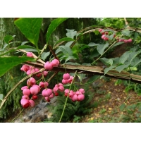 Euonymus phellomanus 