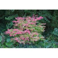 Euonymus phellomanus 