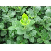 Euonymus fortunei'Vegetus' 