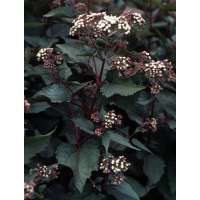 Eupatorium rugosum'Chocolate' 