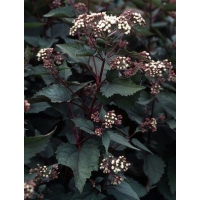 Eupatorium rugosum'Chocolate' 