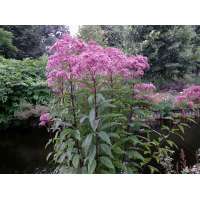 Eupatorium maculatum'Atropurpureum'