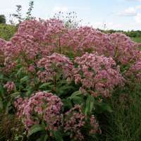 Eupatorium'Mask'