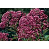 Eupatorium maculatum'Gateway'